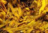 kelp.1_f